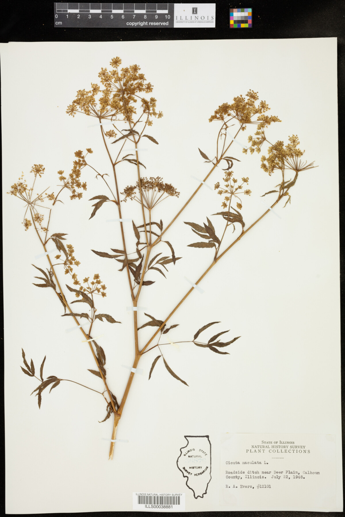 Cicuta maculata image