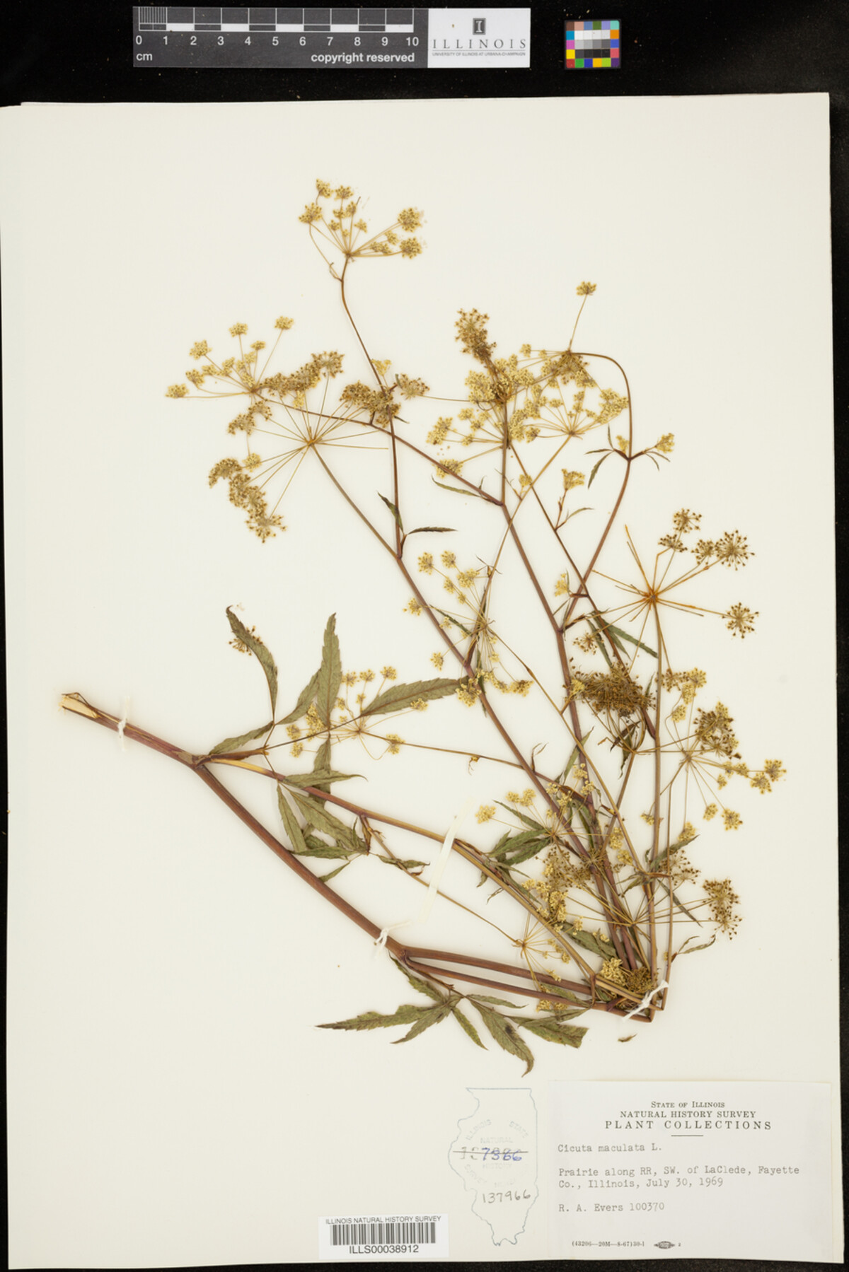 Cicuta maculata image