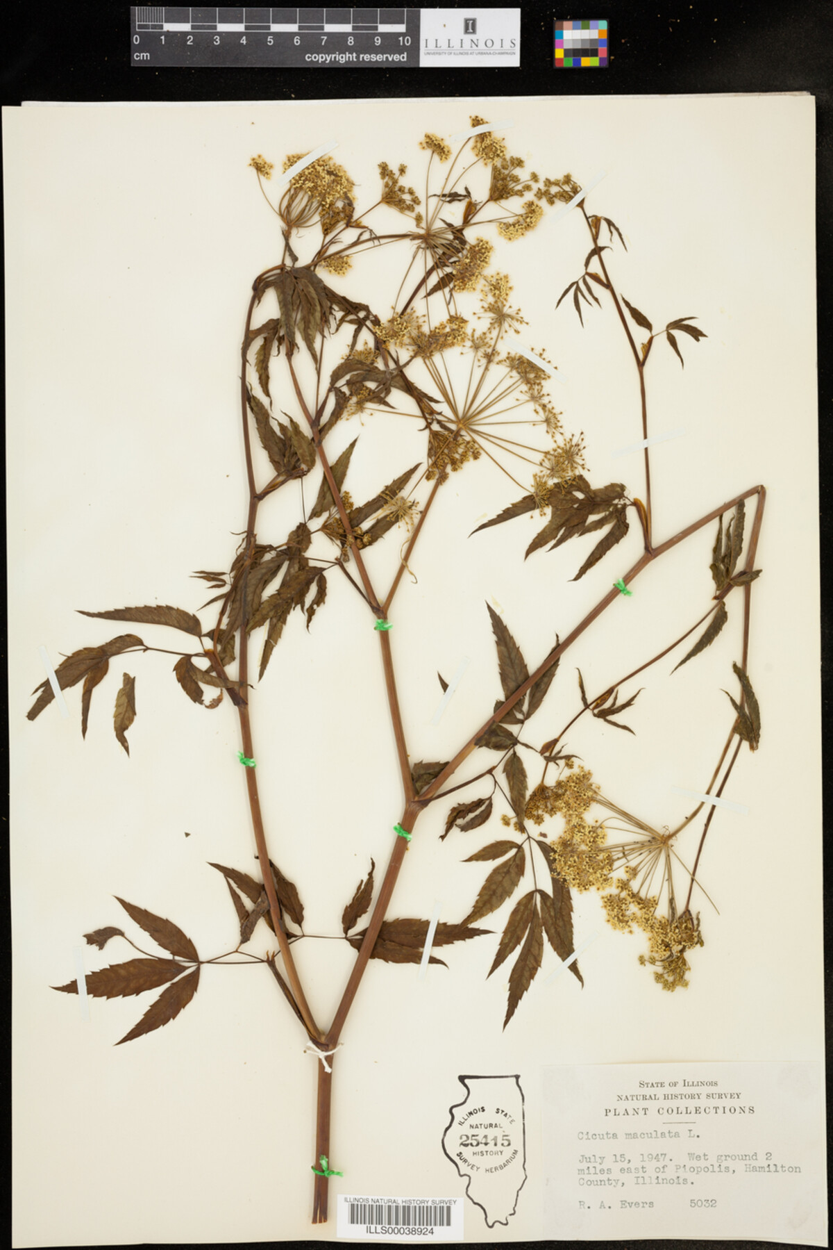 Cicuta maculata image