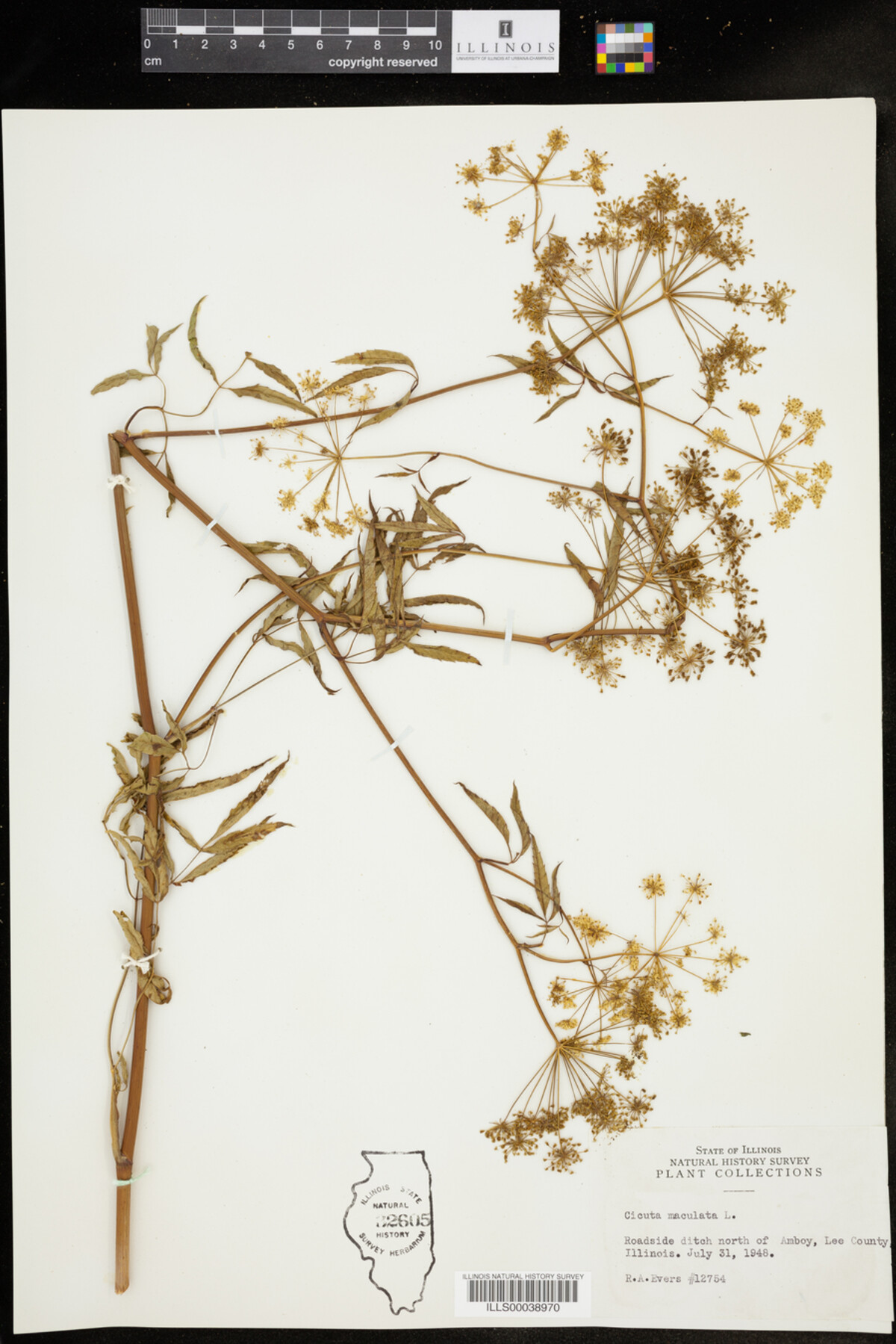 Cicuta maculata image