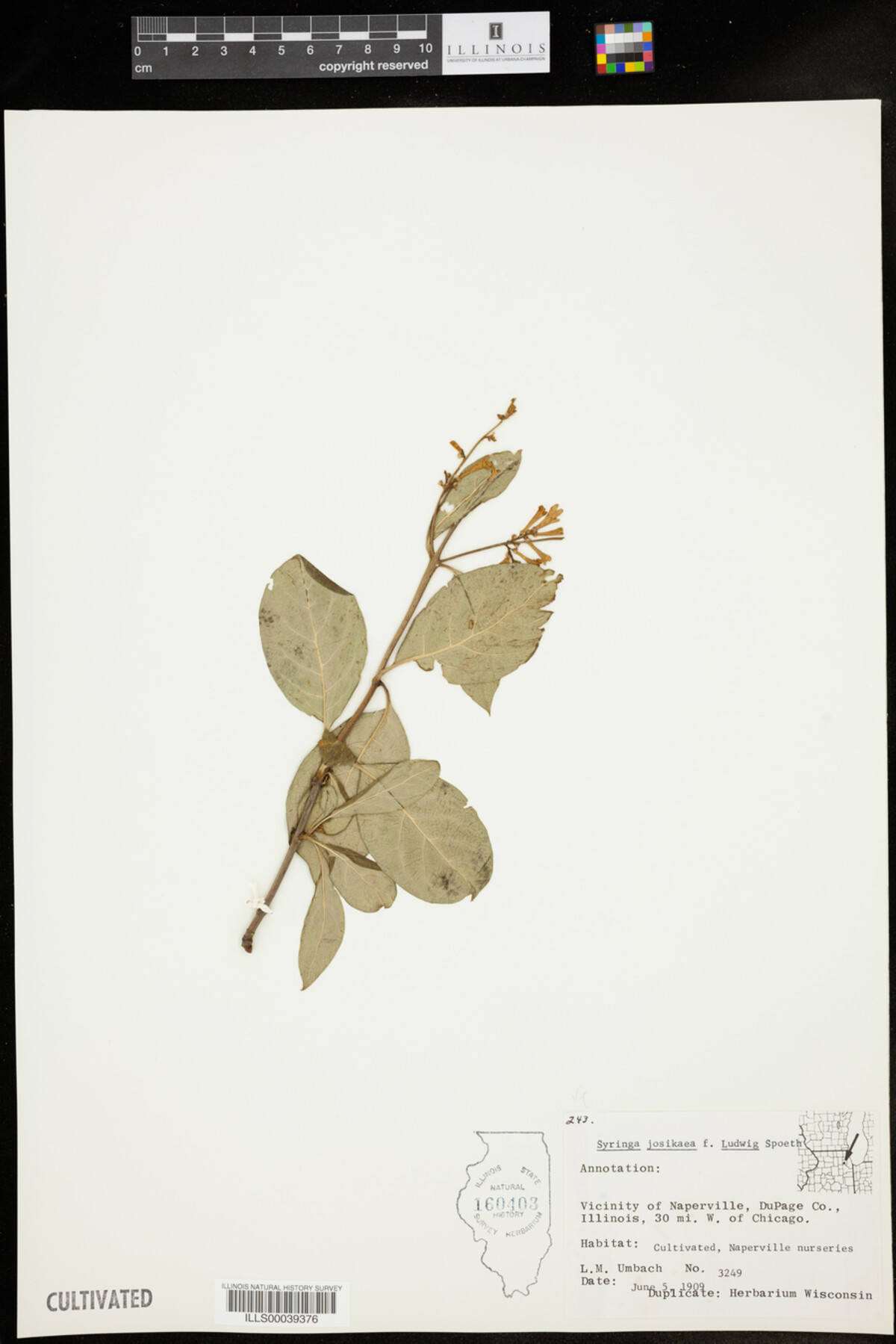 Syringa josikaea f. Ludwig image