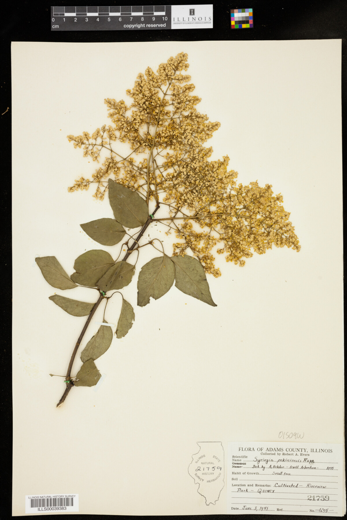 Syringa pekiniensis image