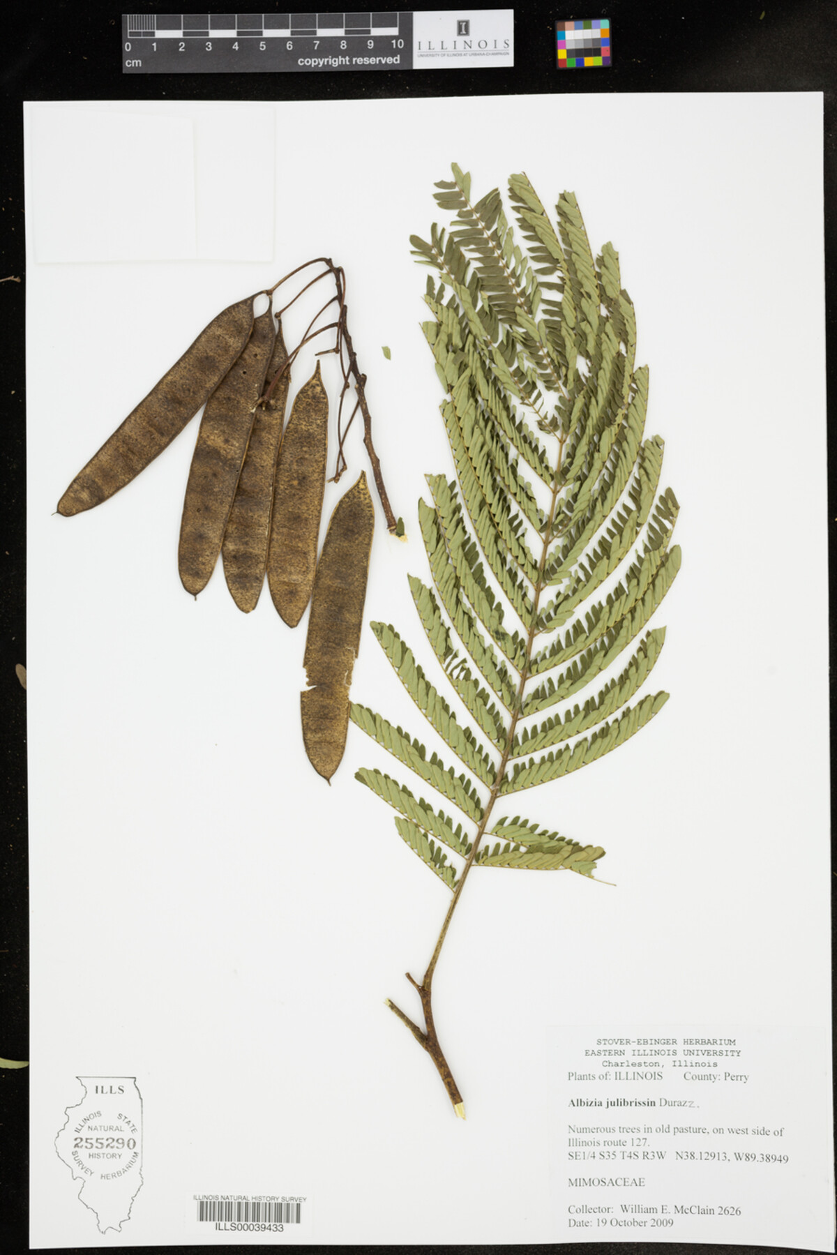 Albizia julibrissin image