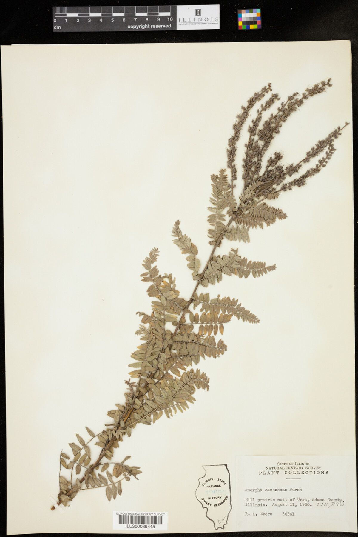 Amorpha canescens image