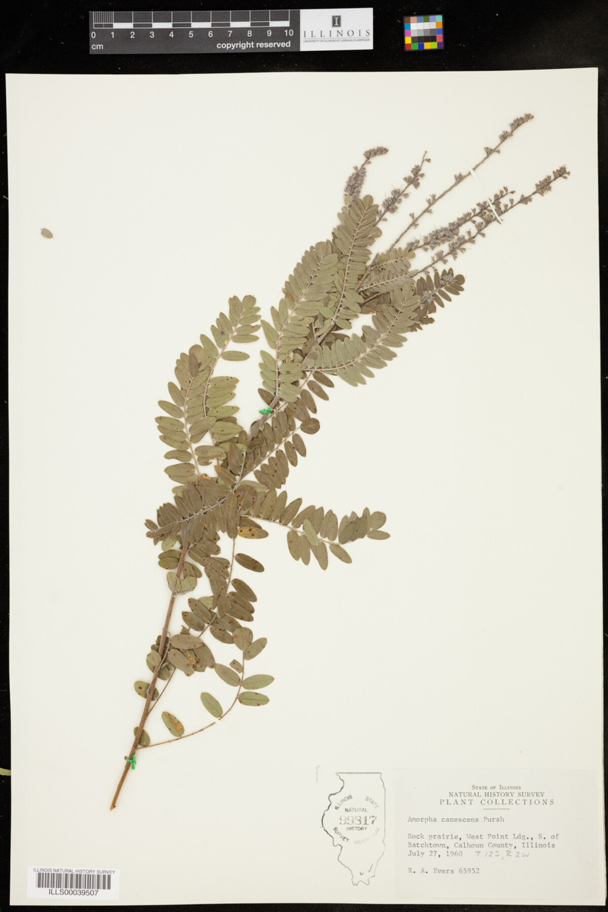 Amorpha canescens image