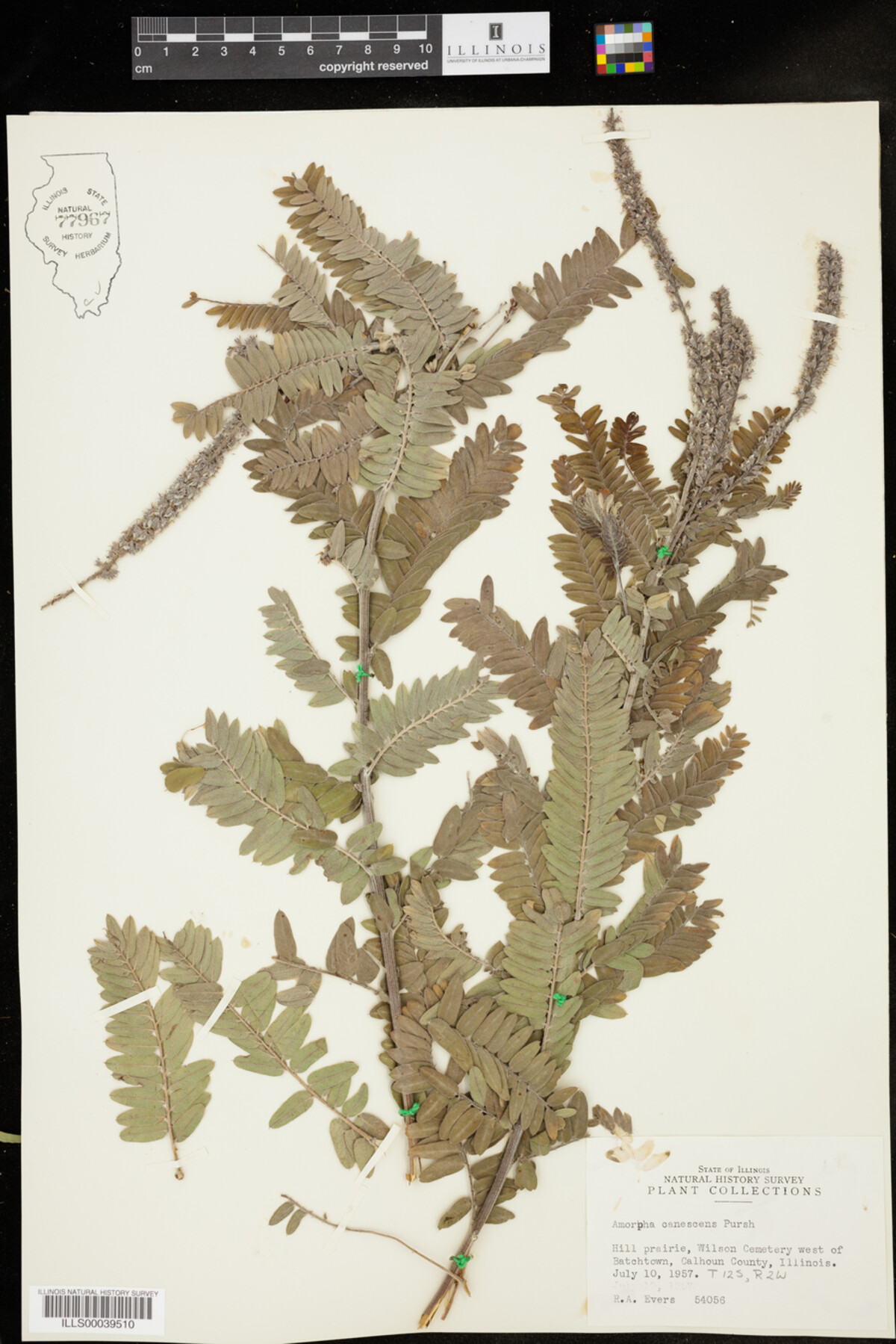 Amorpha canescens image