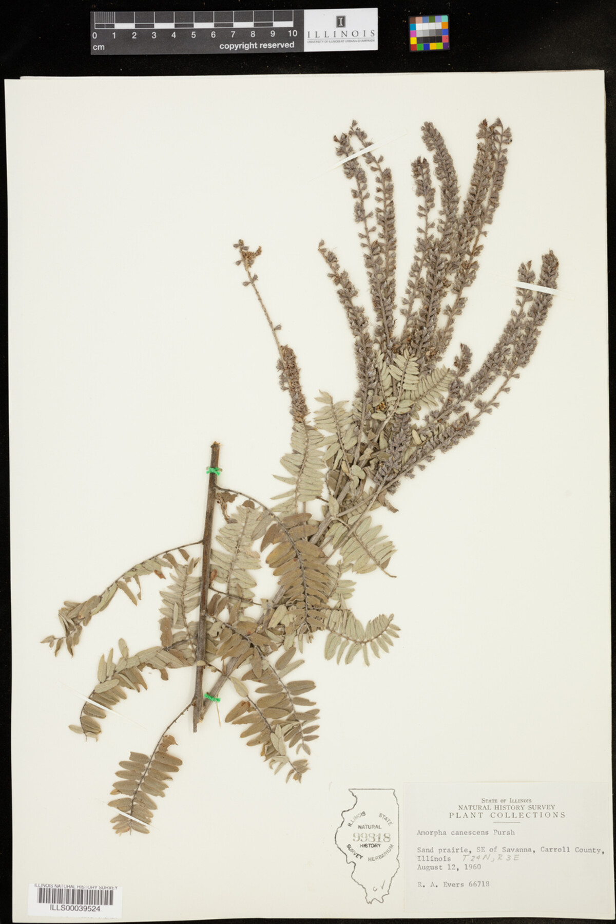 Amorpha canescens image