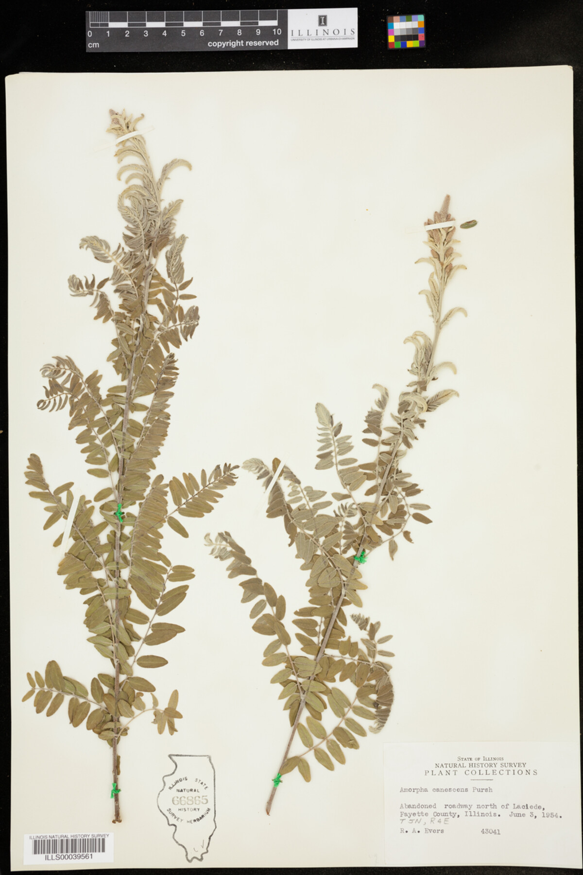 Amorpha canescens image