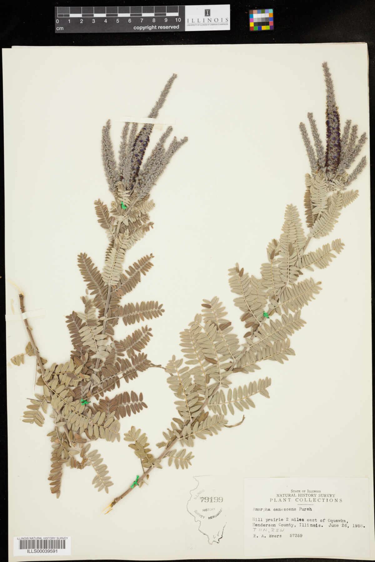 Amorpha canescens image