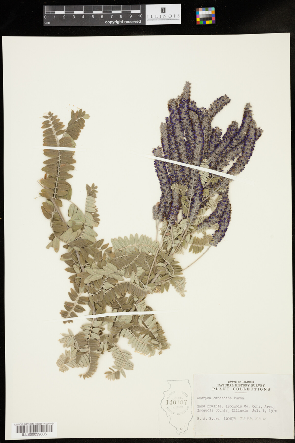 Amorpha canescens image