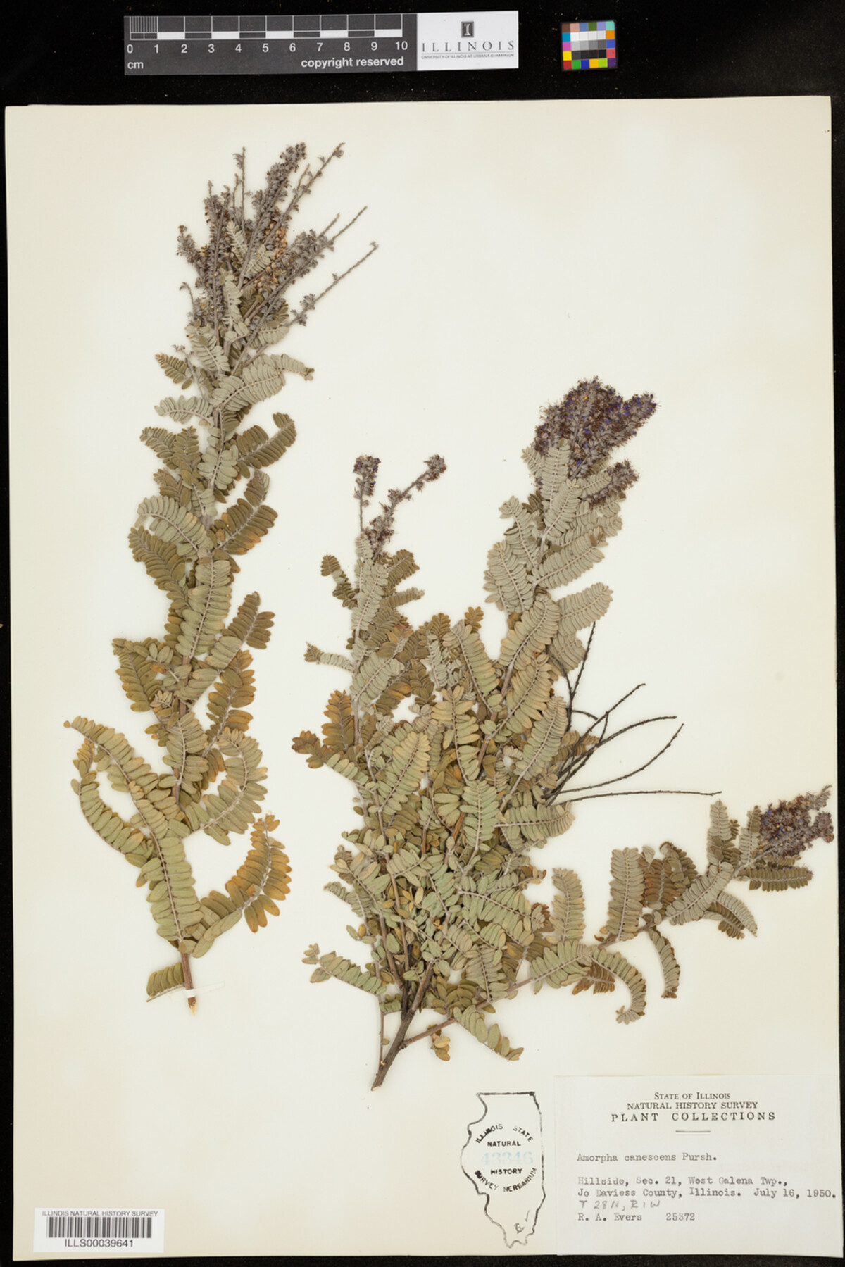 Amorpha canescens image