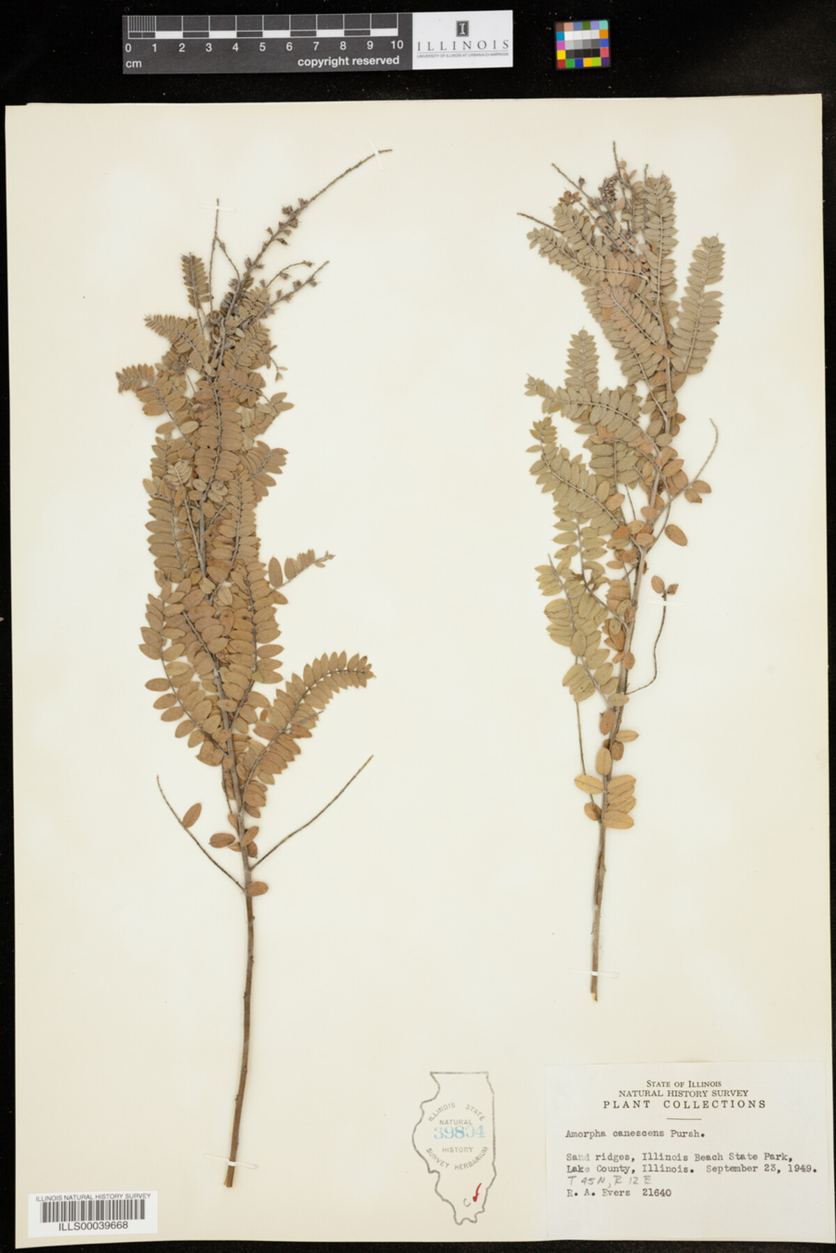 Amorpha canescens image