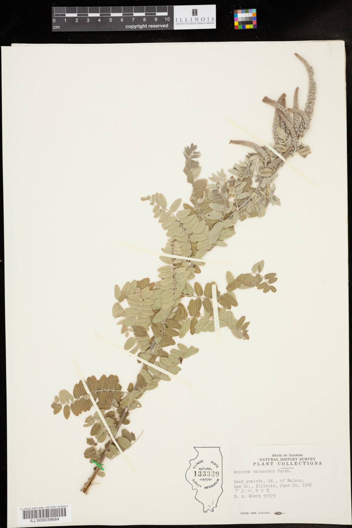 Amorpha canescens image