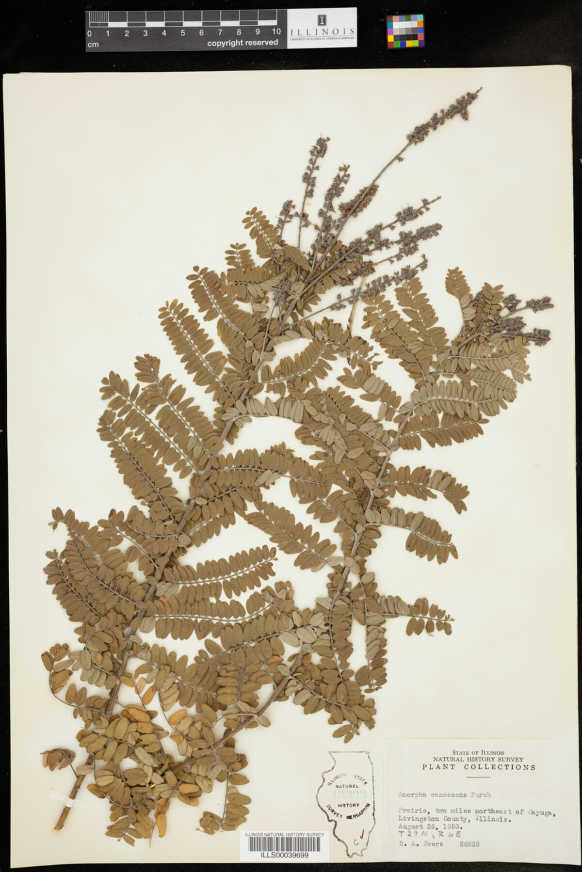 Amorpha canescens image
