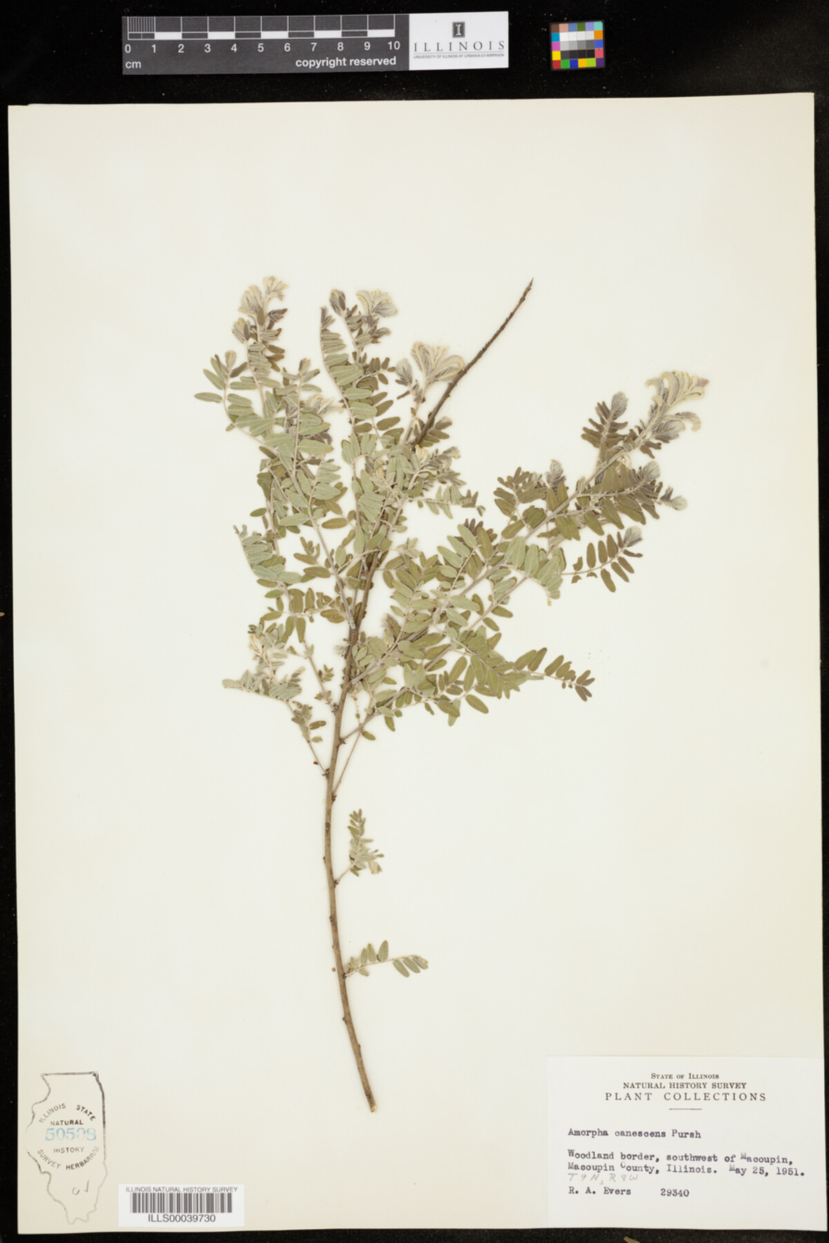 Amorpha canescens image