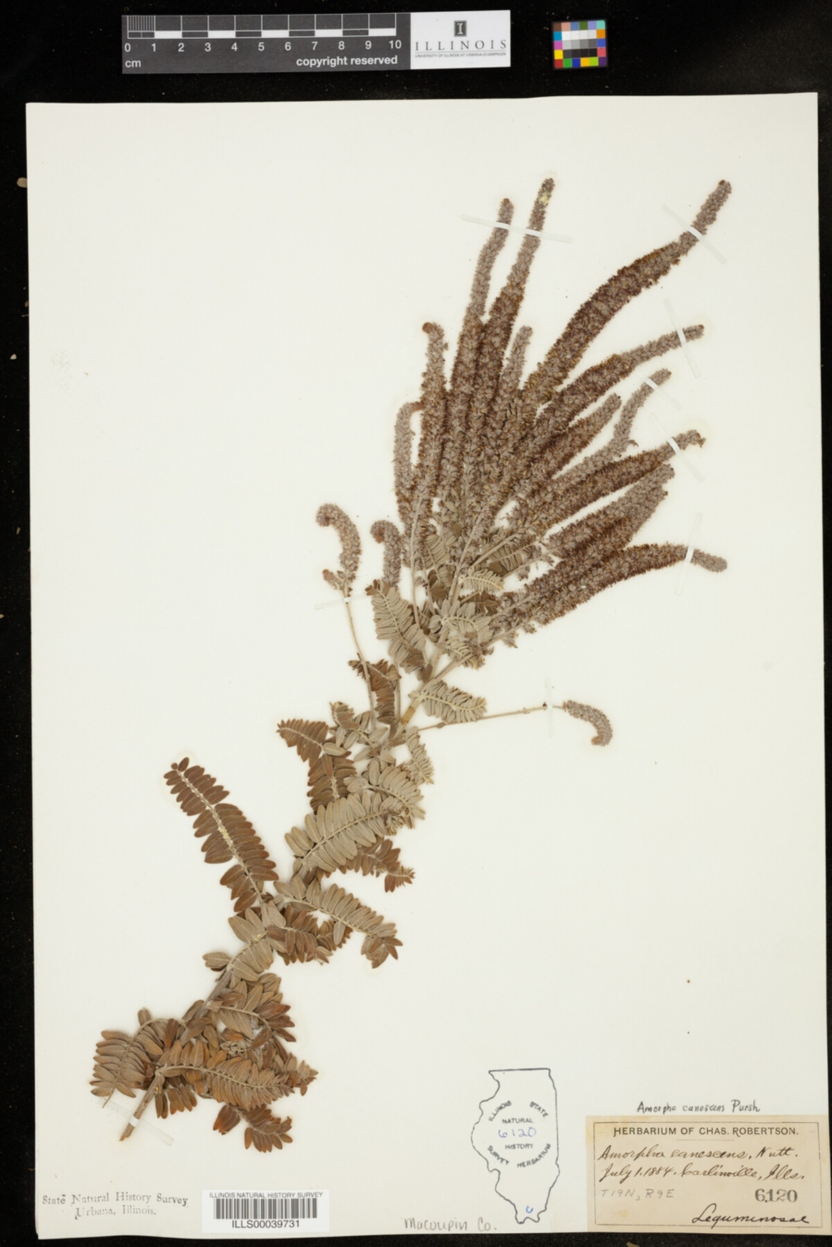Amorpha image