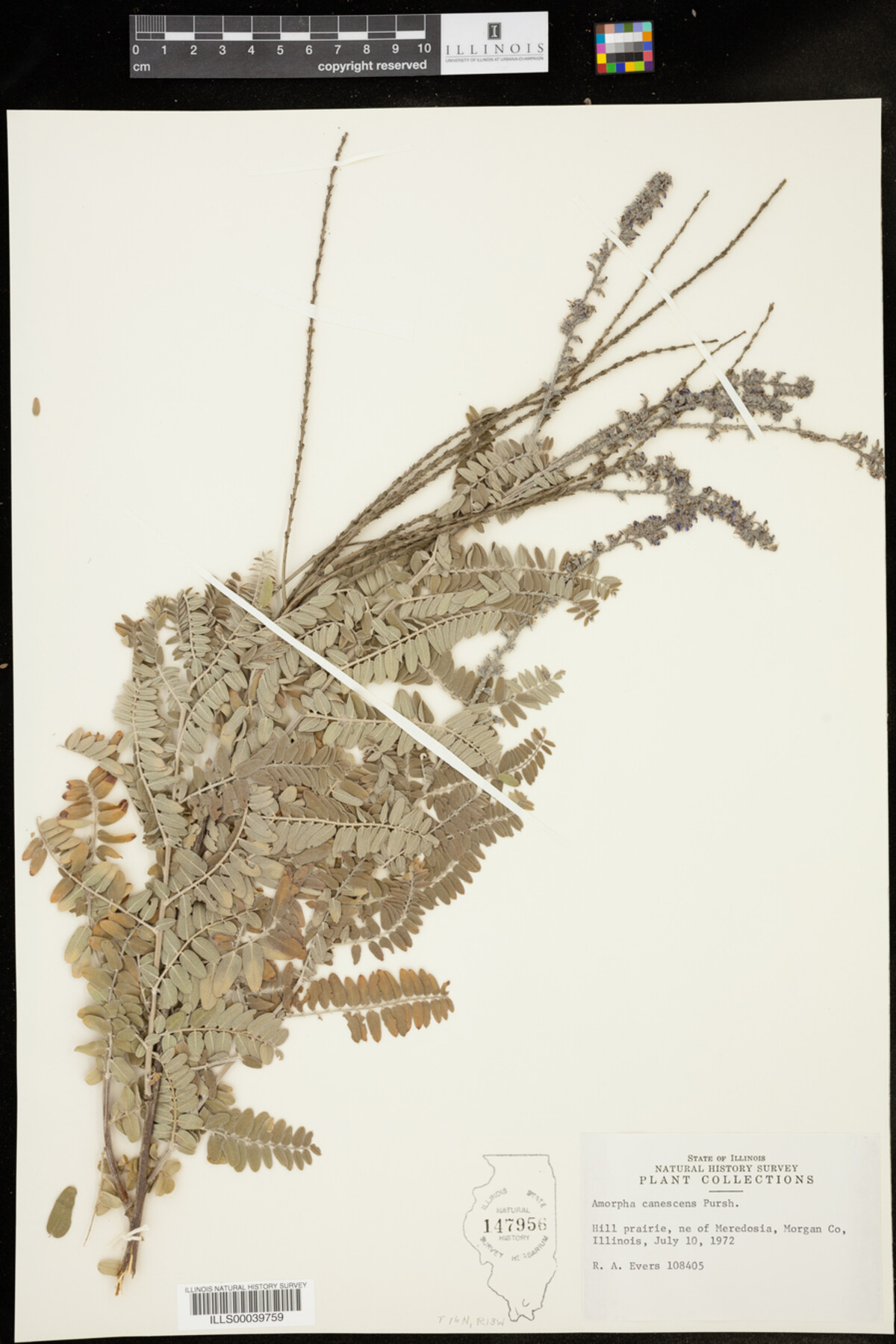 Amorpha canescens image