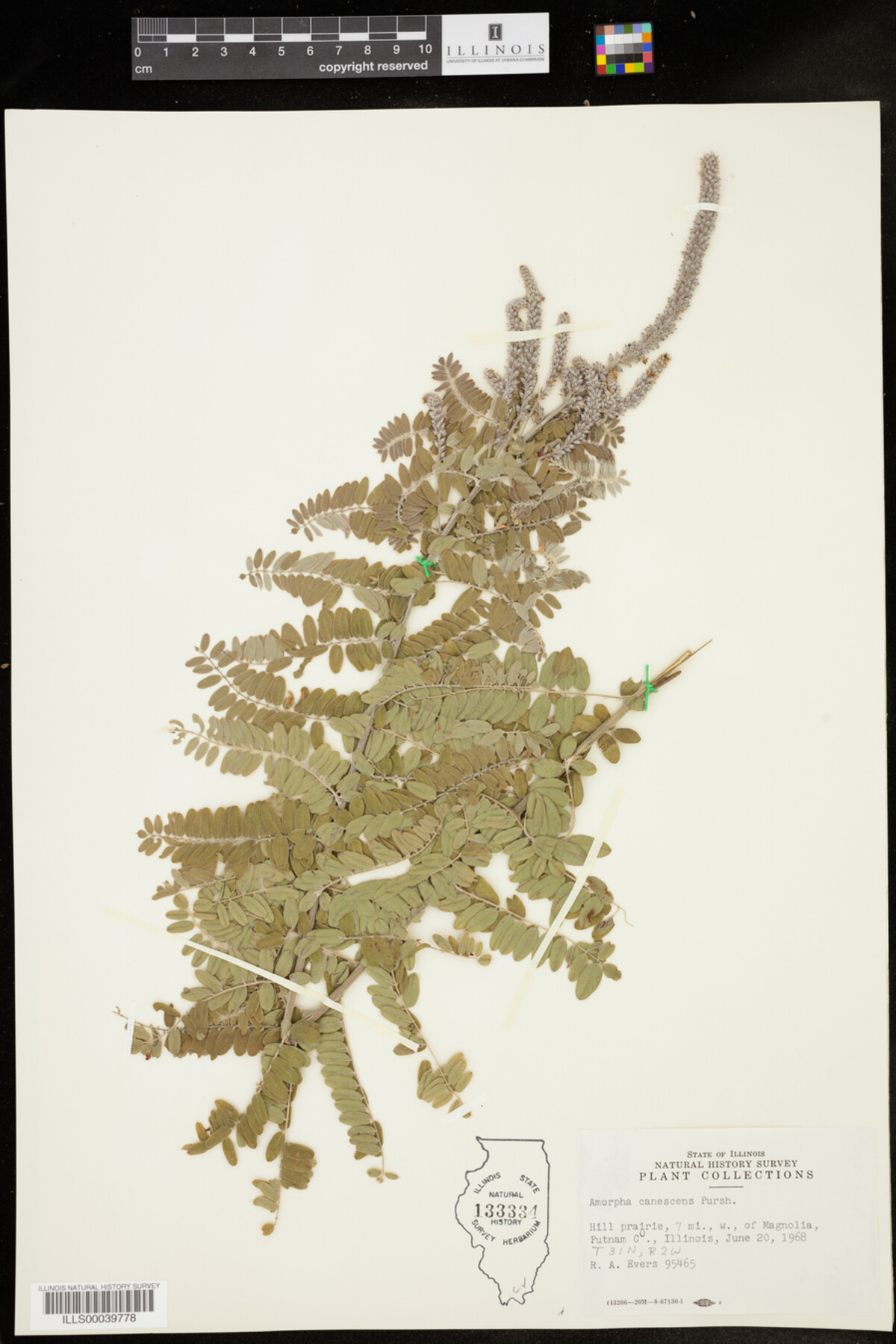 Amorpha canescens image