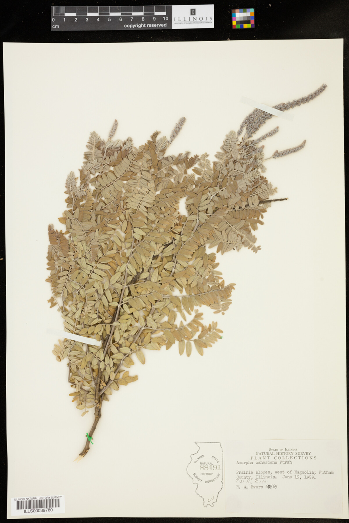 Amorpha canescens image