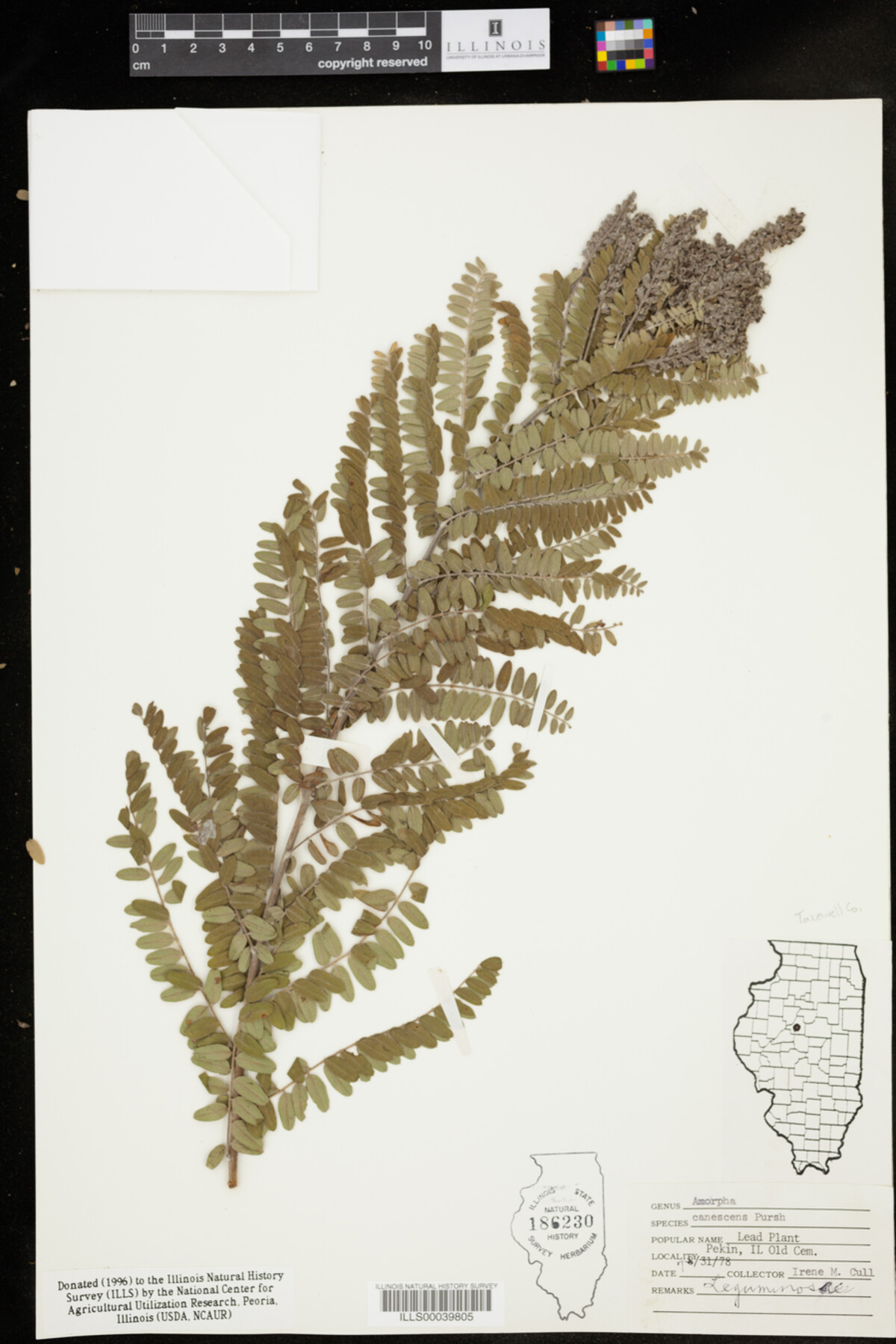 Amorpha canescens image