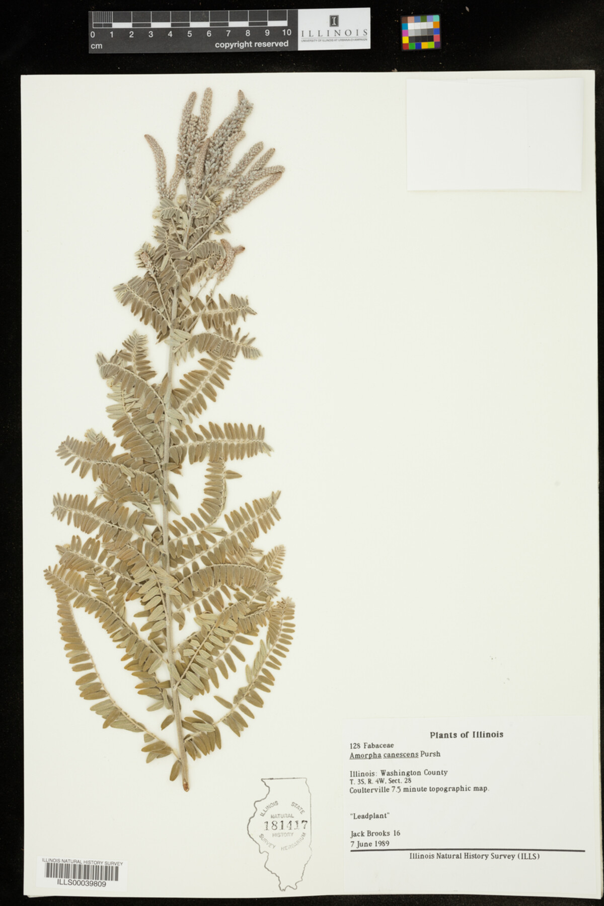 Amorpha canescens image