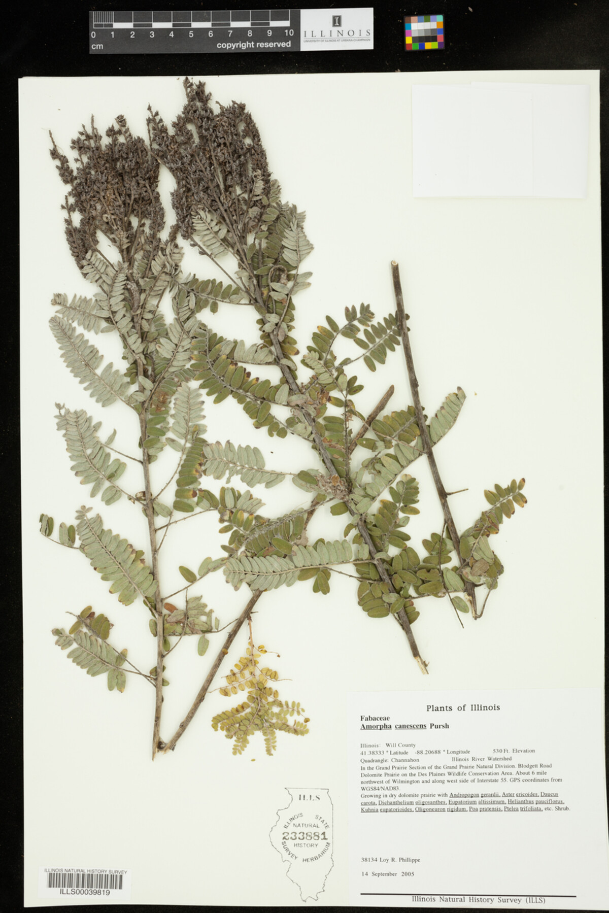 Amorpha canescens image