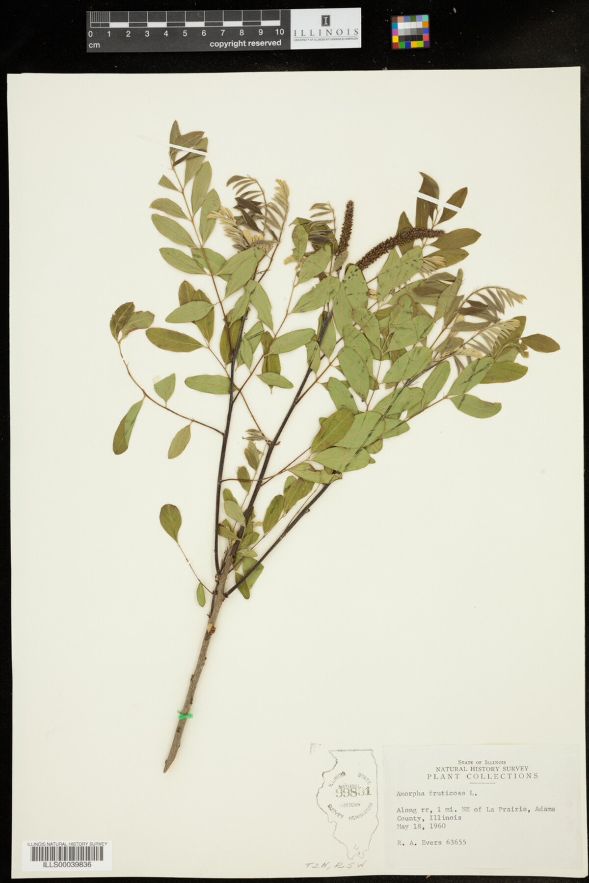 Amorpha fruticosa image