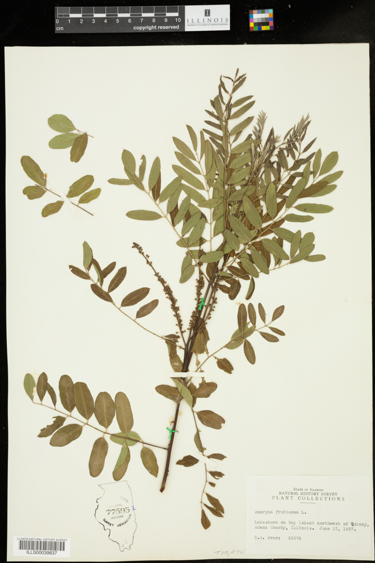 Amorpha fruticosa image