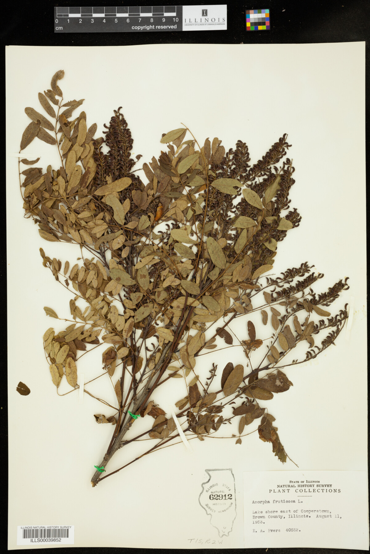 Amorpha fruticosa image