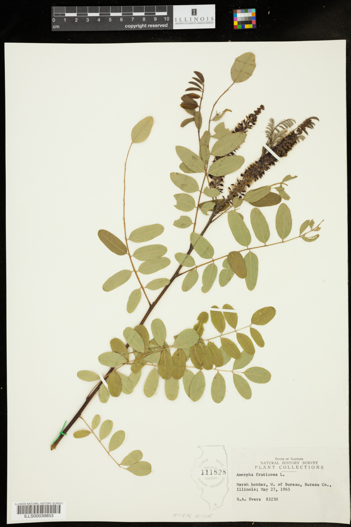 Amorpha fruticosa image