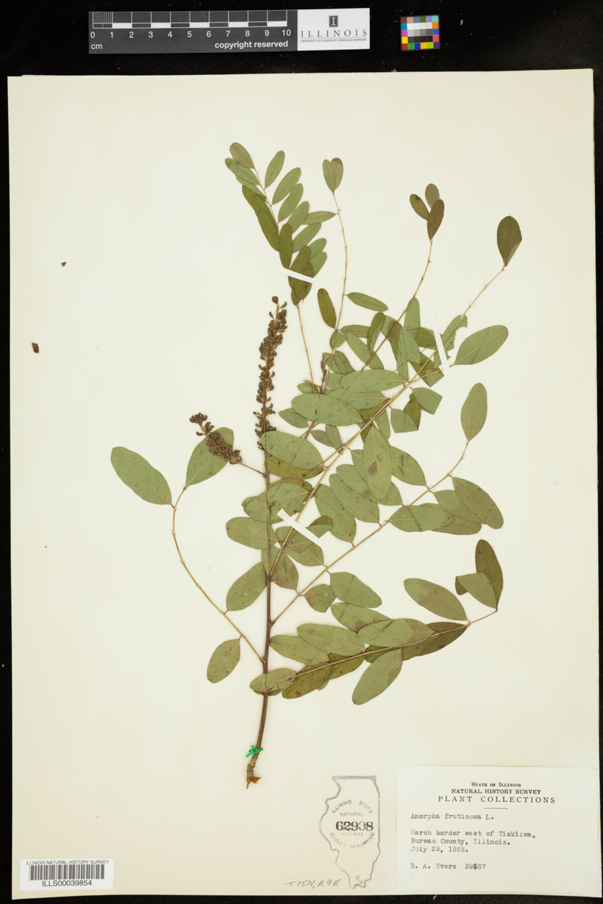 Amorpha fruticosa image