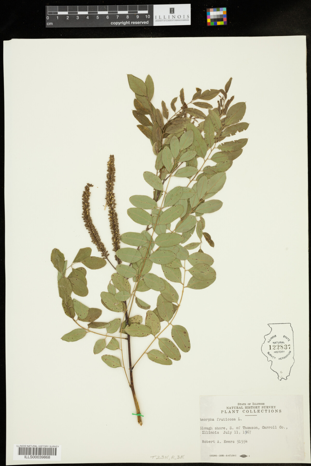 Amorpha fruticosa image