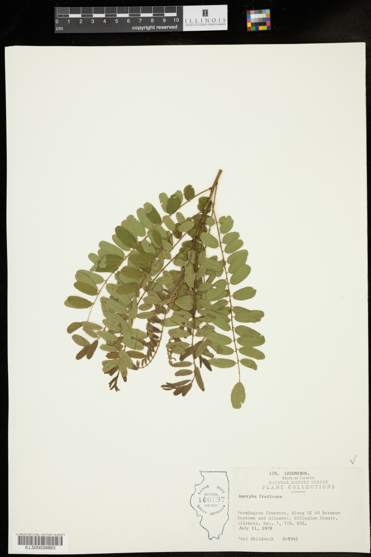 Amorpha fruticosa image