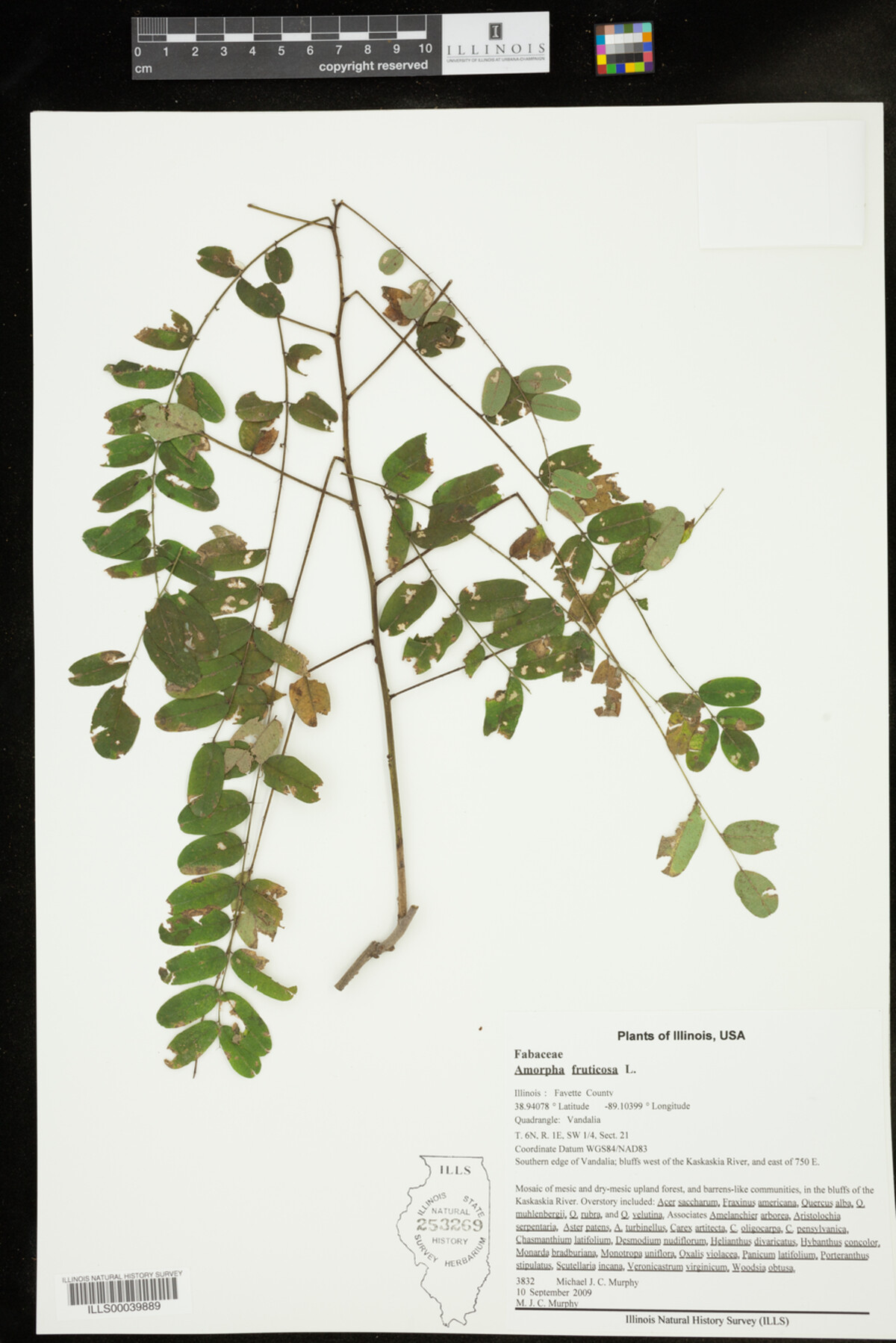 Amorpha fruticosa image