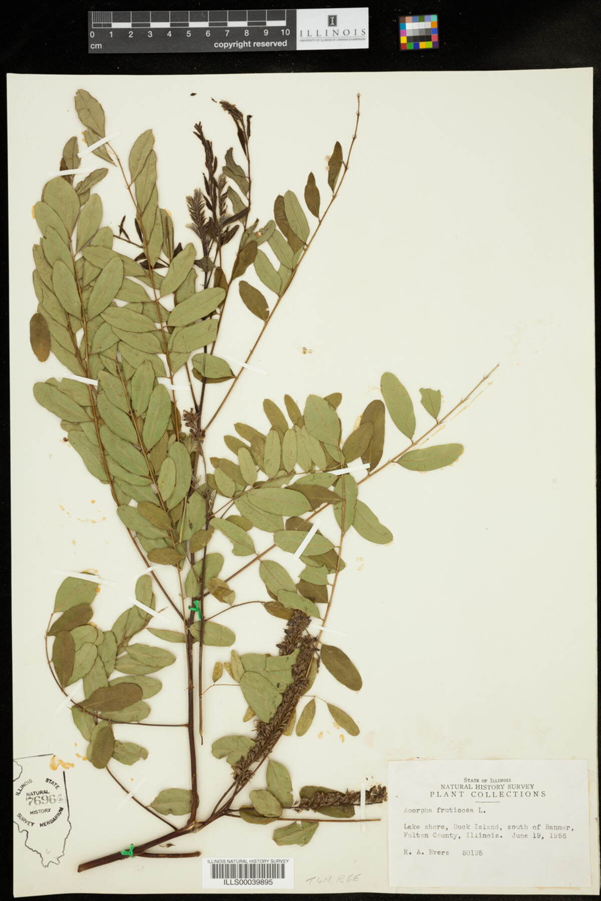 Amorpha fruticosa image