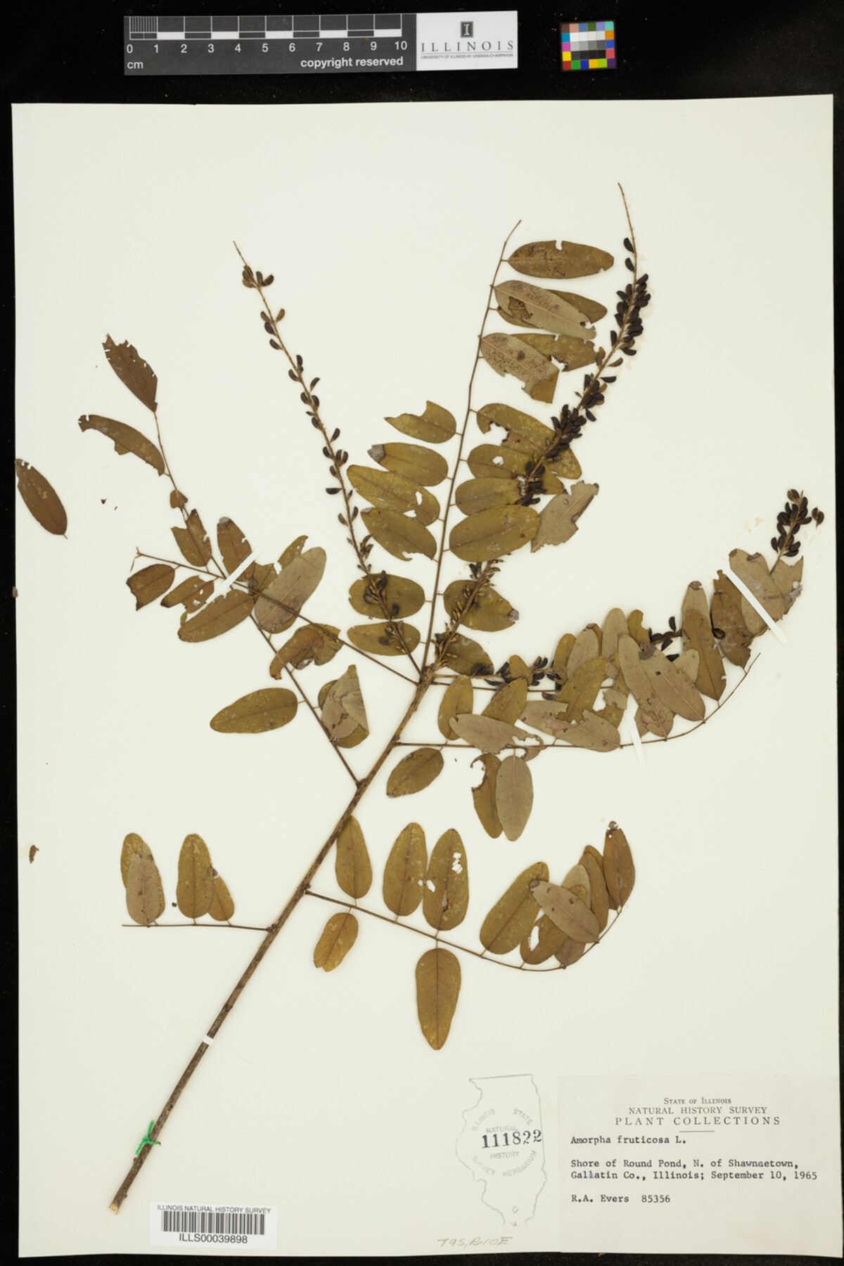 Amorpha fruticosa image