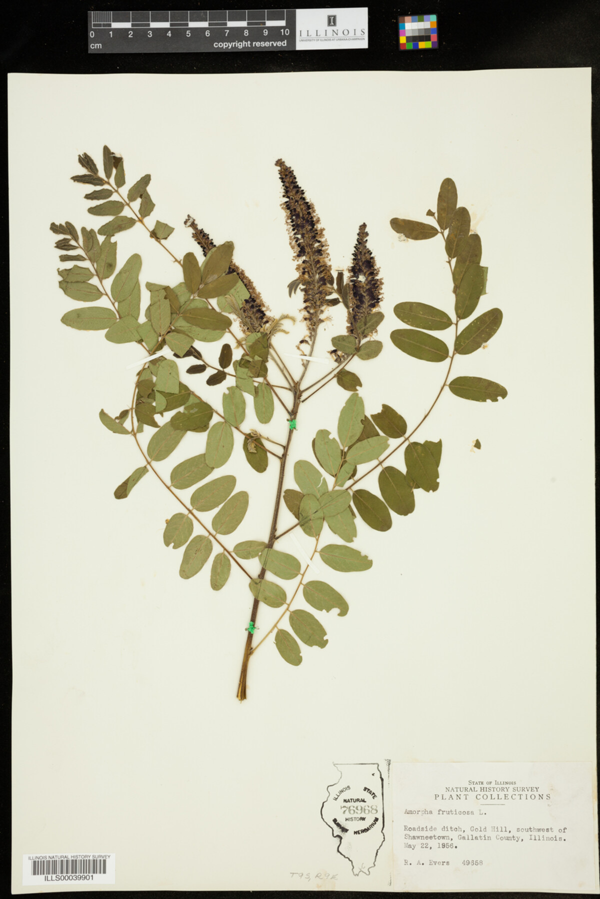 Amorpha fruticosa image