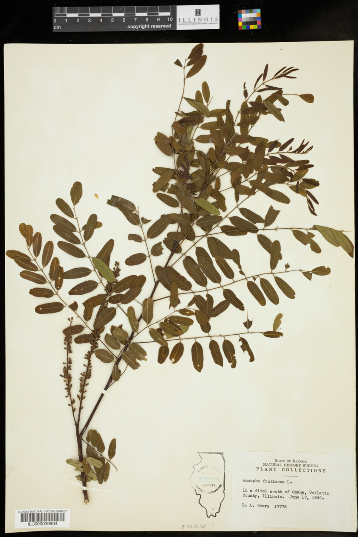 Amorpha fruticosa image