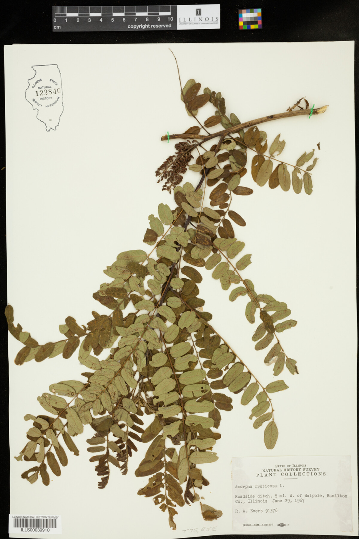 Amorpha fruticosa image