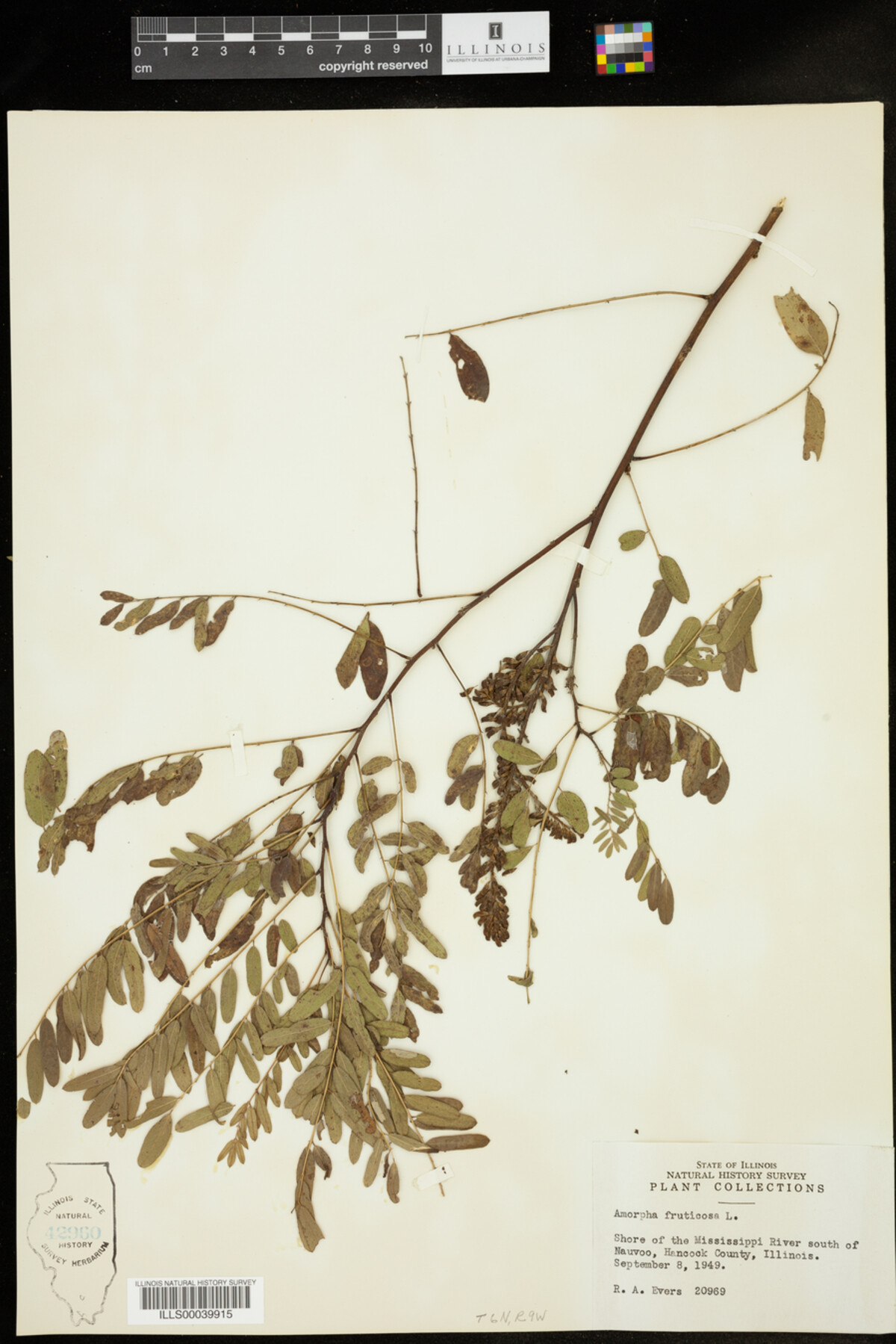 Amorpha fruticosa image