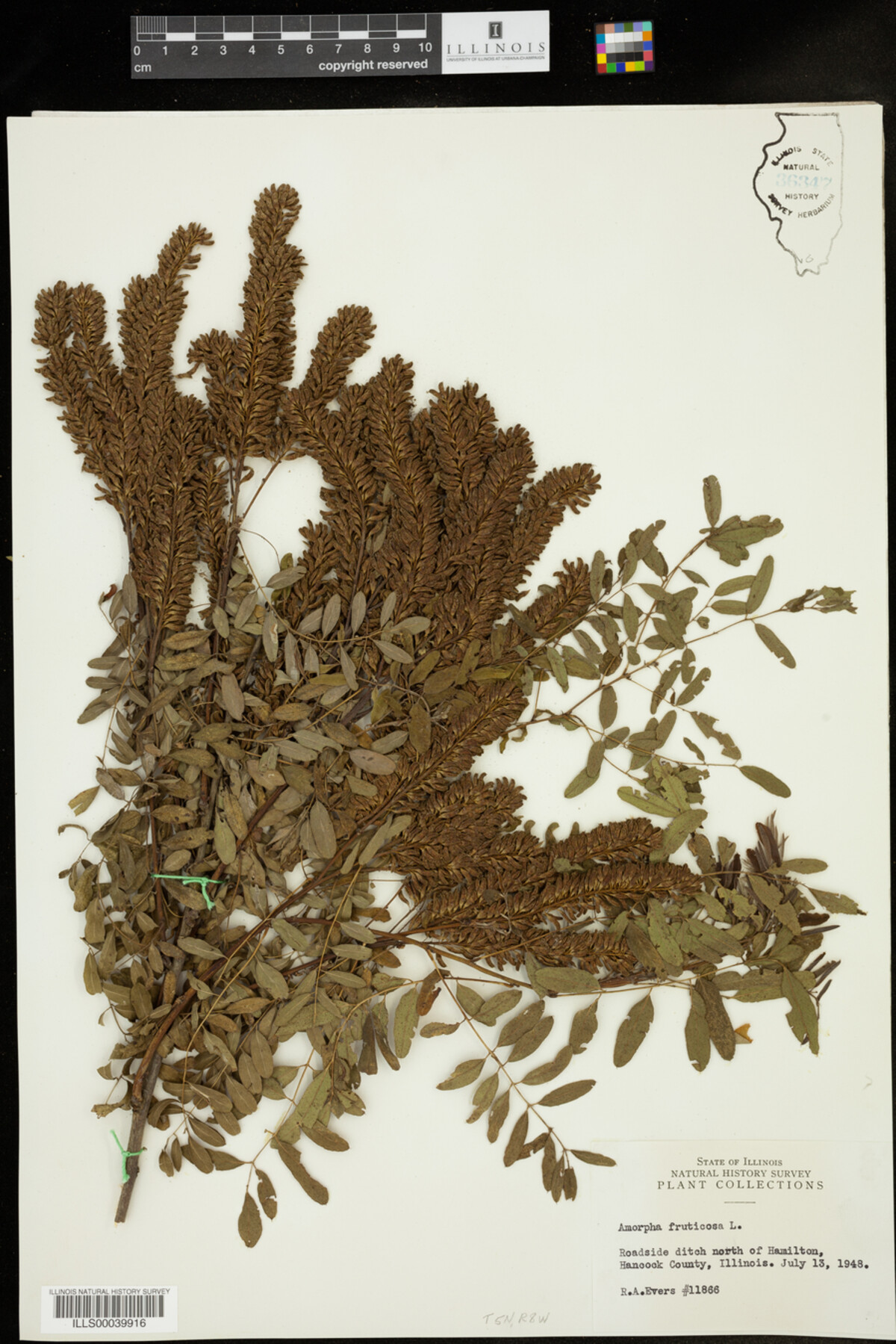 Amorpha fruticosa image