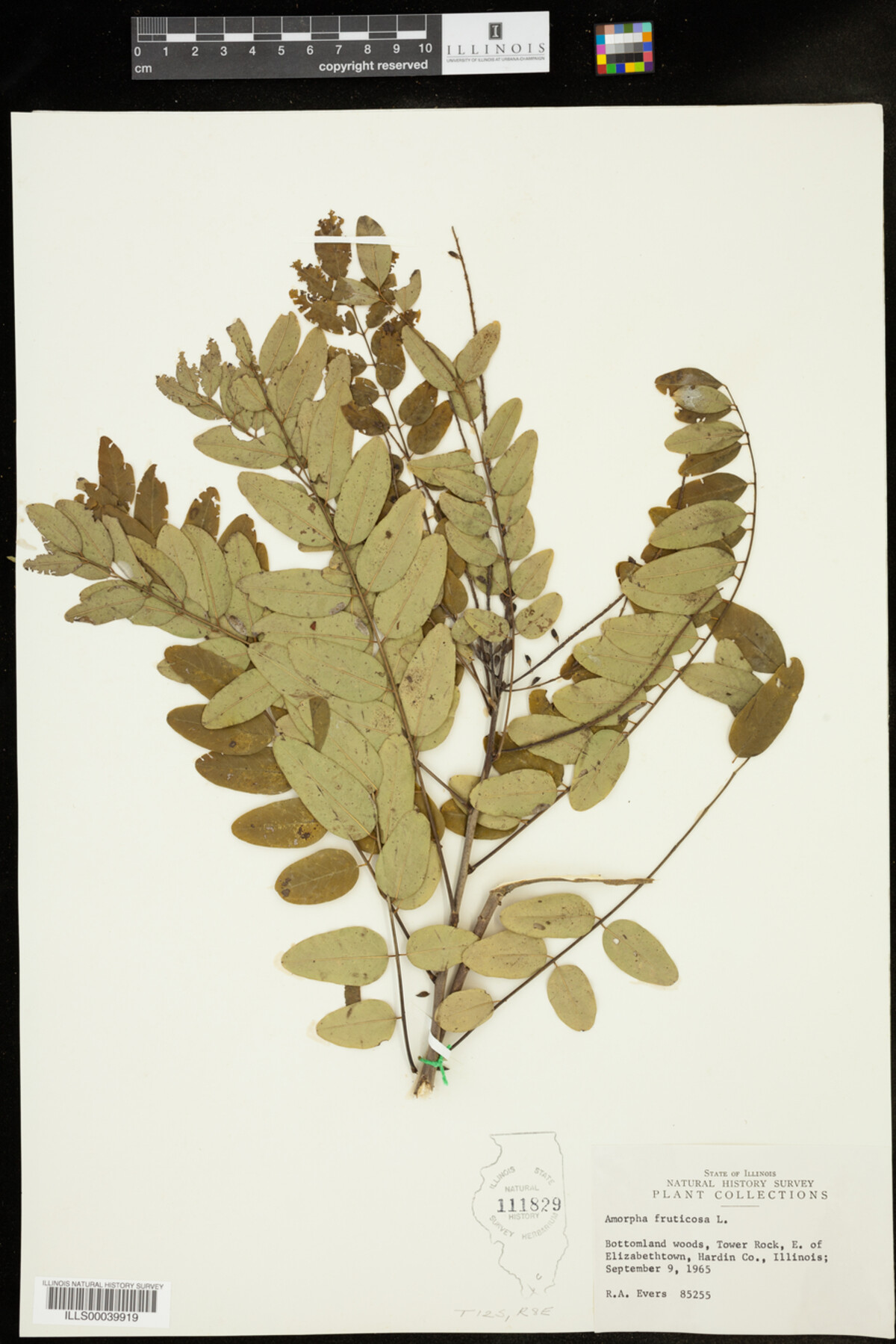 Amorpha fruticosa image