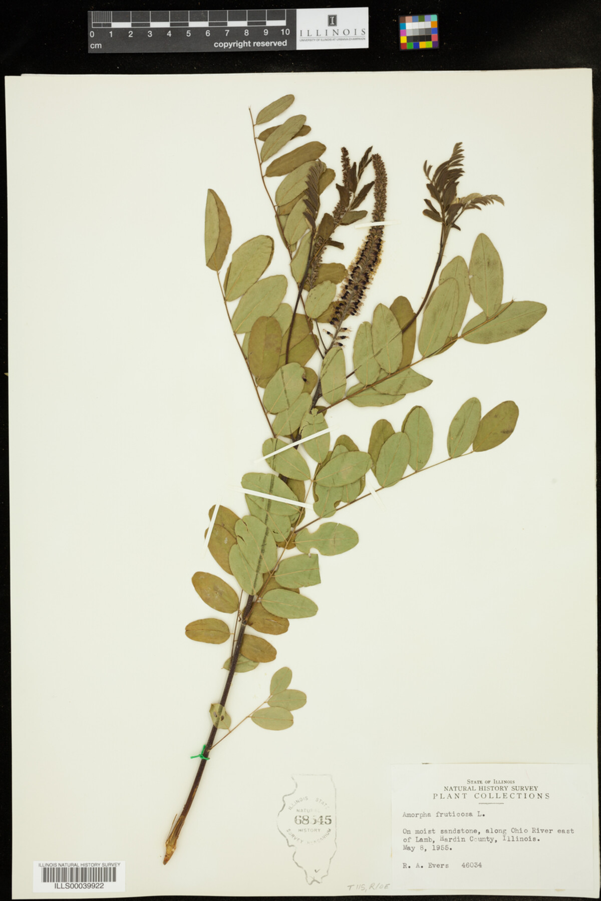 Amorpha image