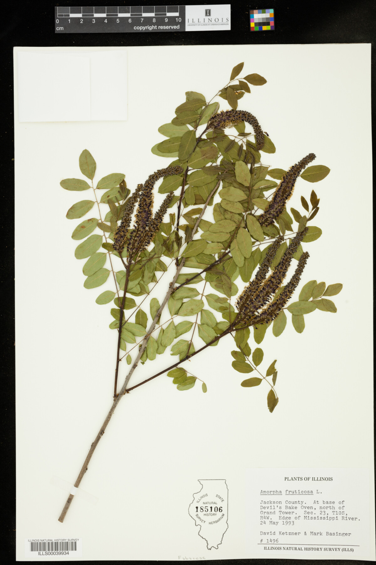 Amorpha fruticosa image