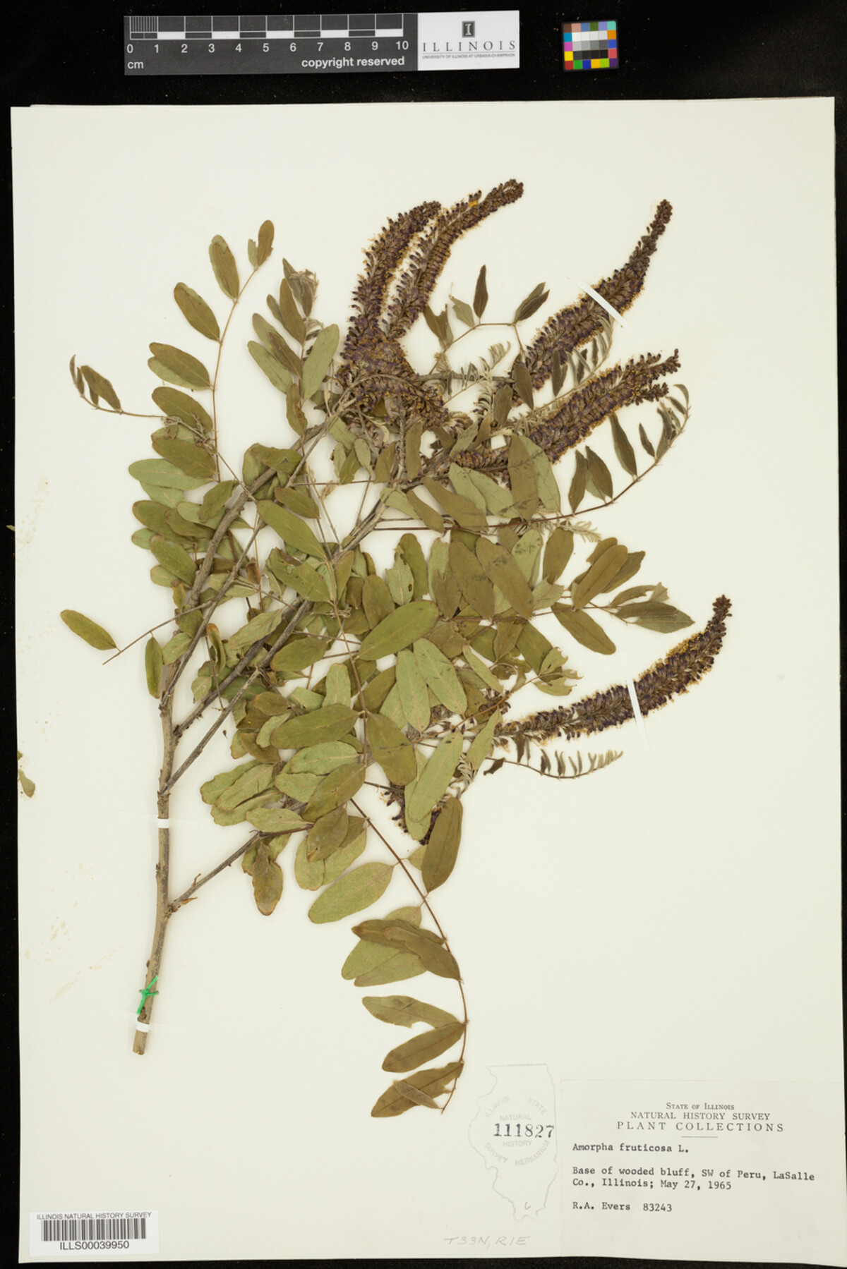 Amorpha fruticosa image