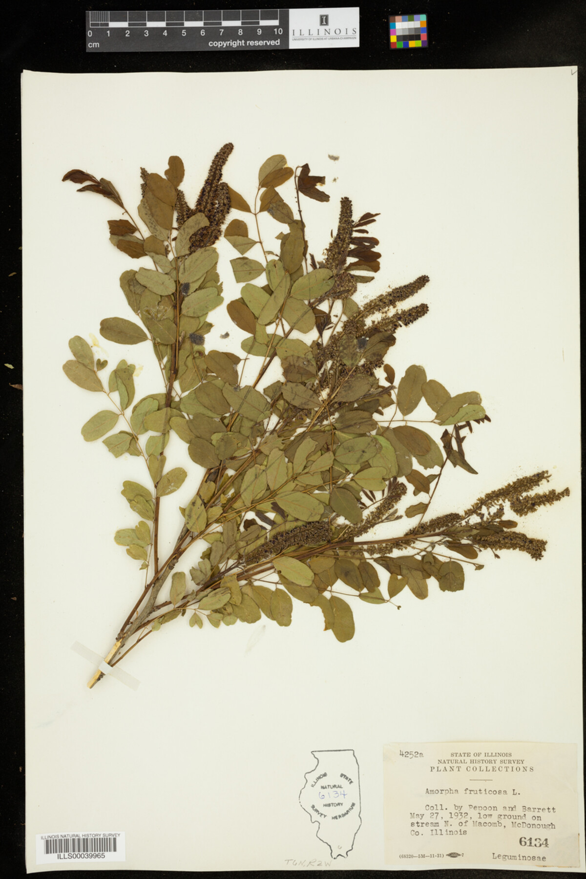 Amorpha fruticosa image