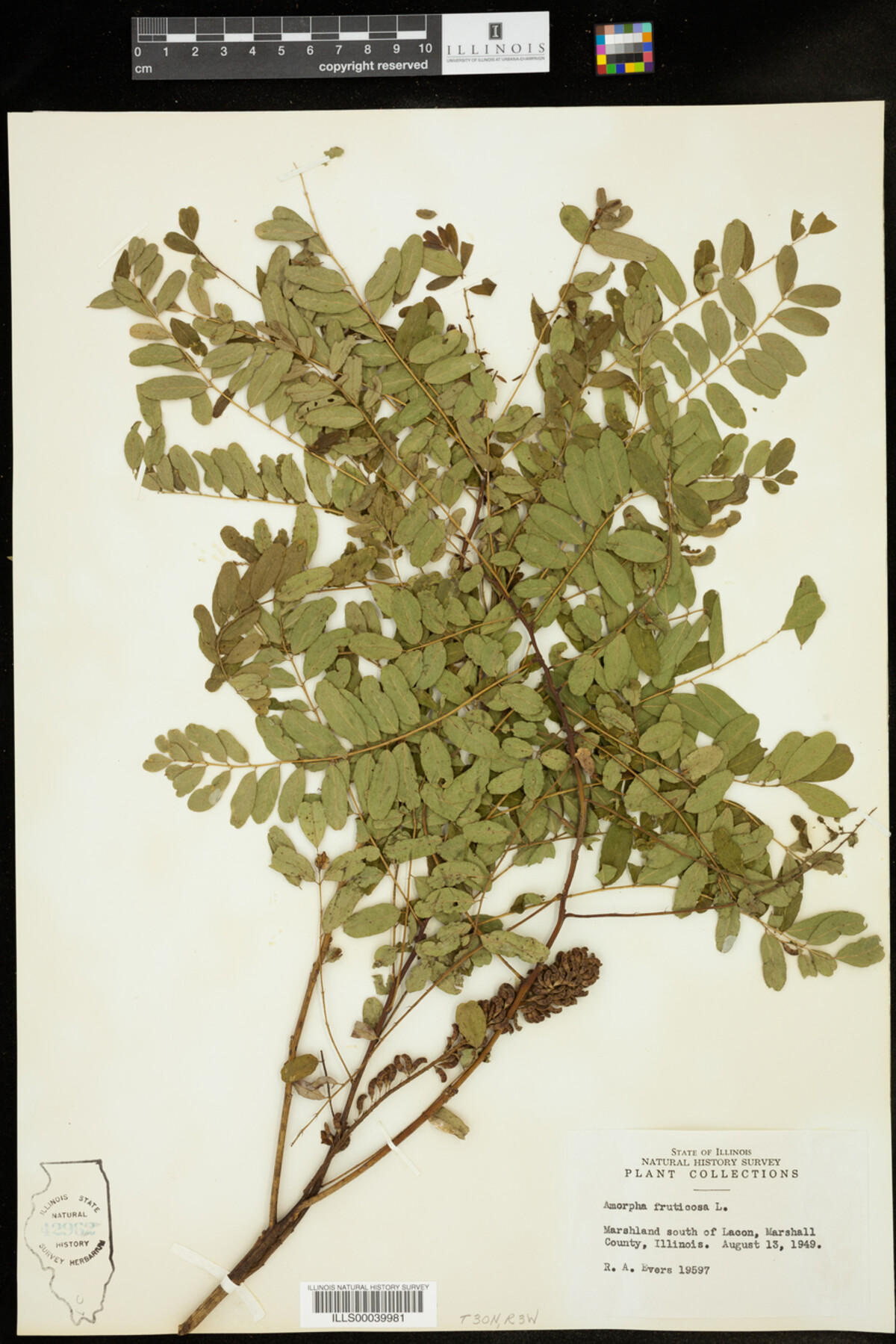 Amorpha fruticosa image