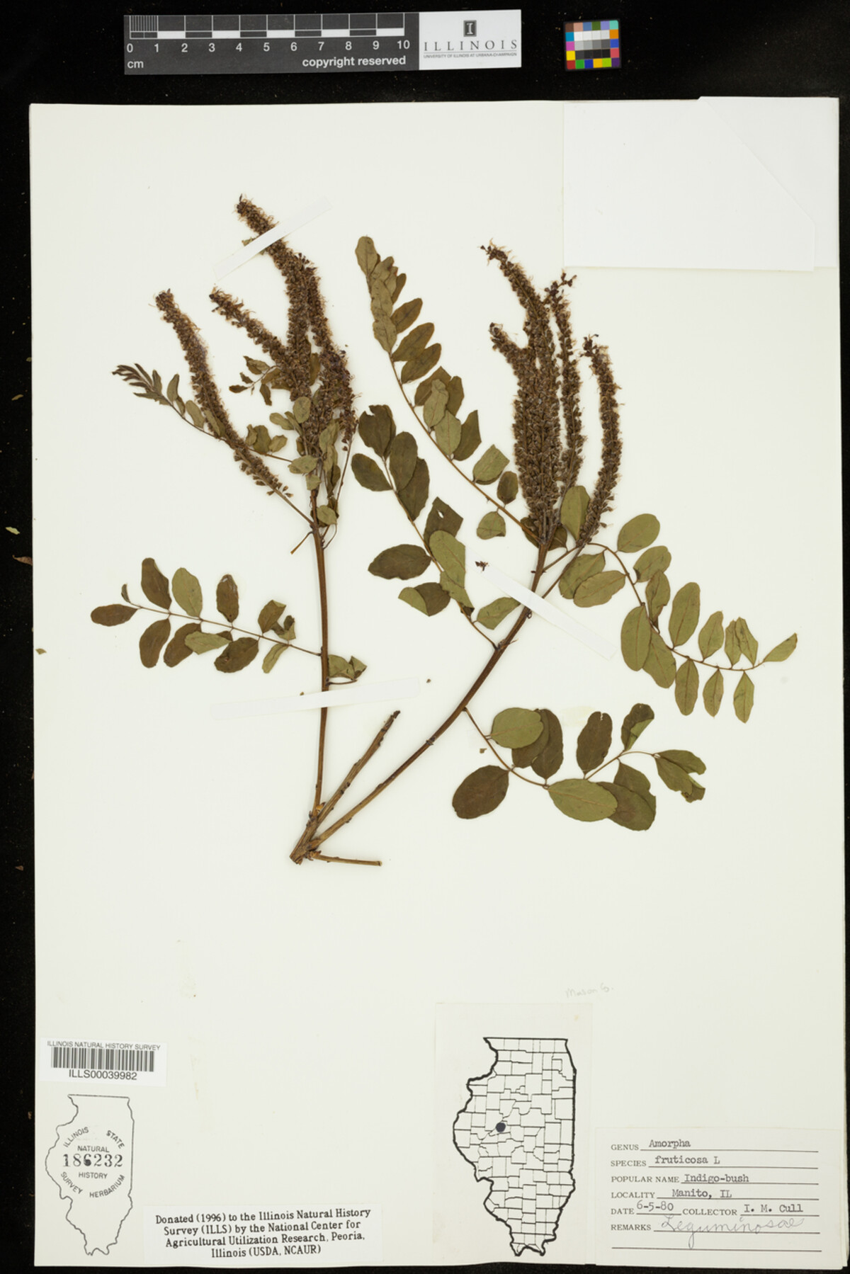 Amorpha fruticosa image