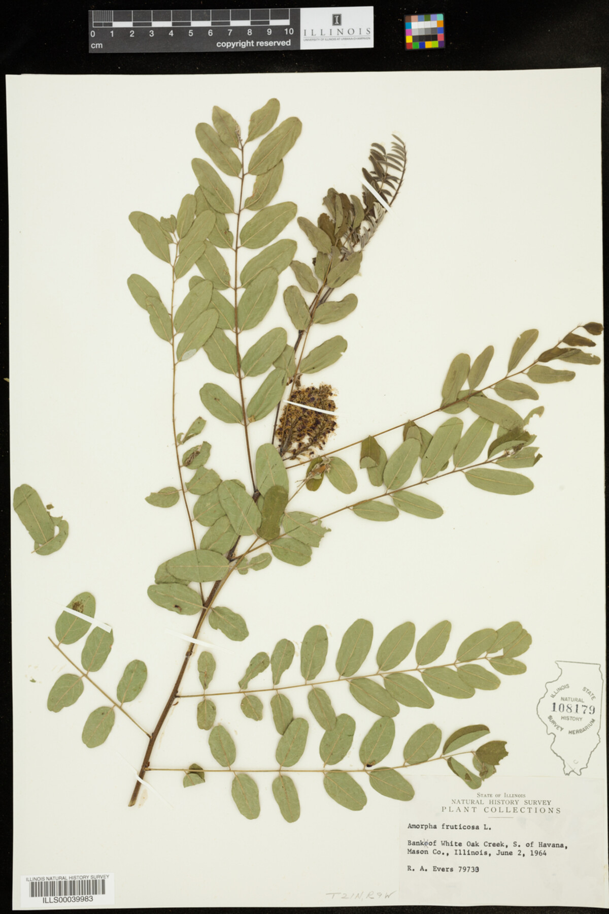 Amorpha fruticosa image