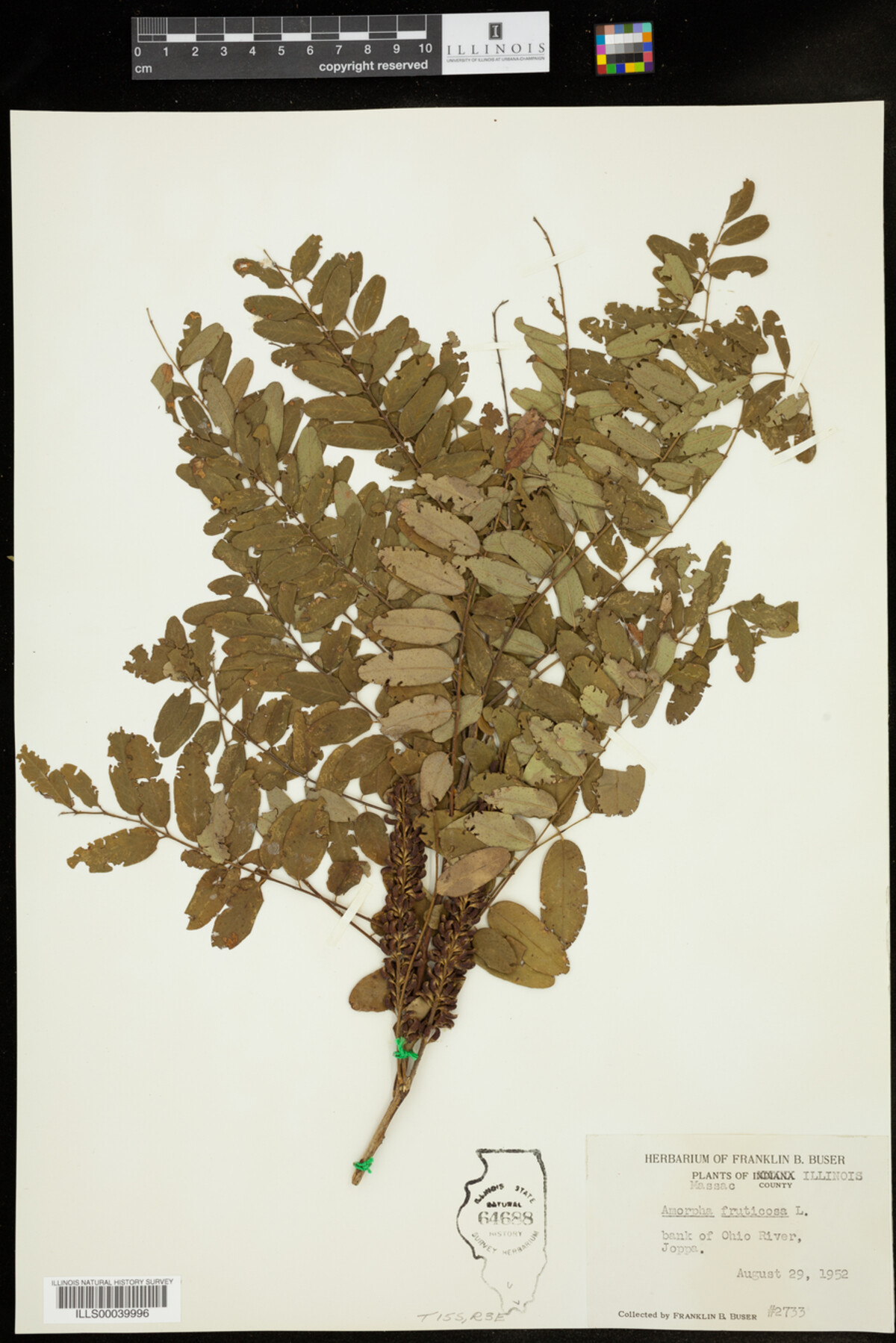 Amorpha fruticosa image